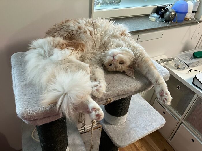 I Dare You To Touch The Tummy