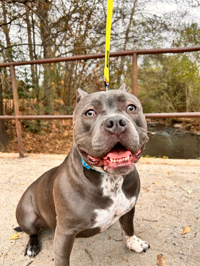 My 1 Year Old Dog Daughter In My Hometown