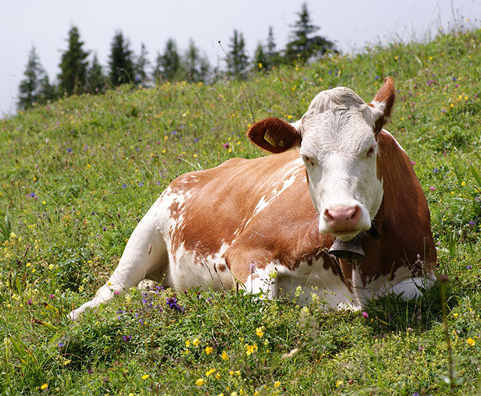 50 Intriguing “Today I Learned” Facts That You Probably Didn’t Learn In School (New Facts)