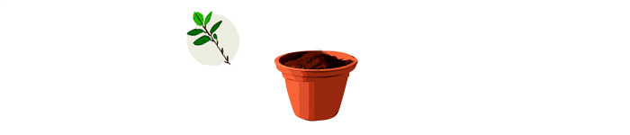 illustrated cuttings and a pot with soil