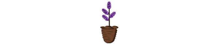 illustrated lavendar in a soil