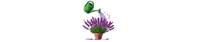 illustrated lavendar and watering can
