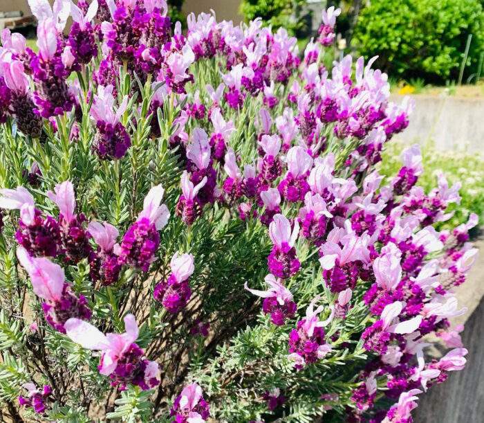Close-up of Spanish lavender flowers