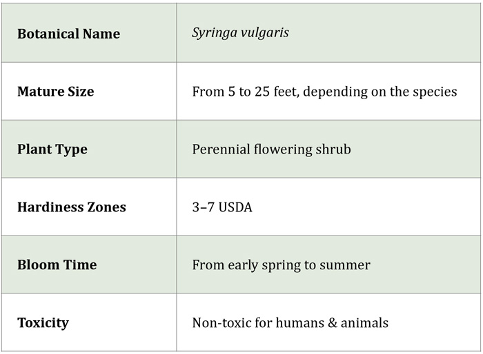 Table with information about lilac