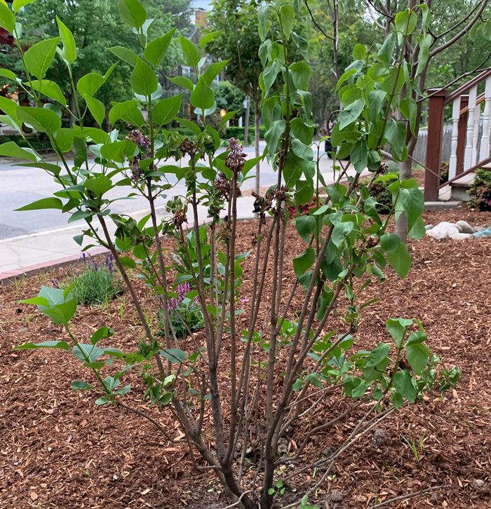 The lilac bush with dry flowers on it