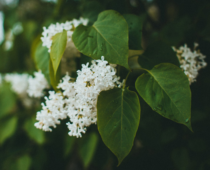 &lsquo;Beauty of Moscow&rsquo; Lilac