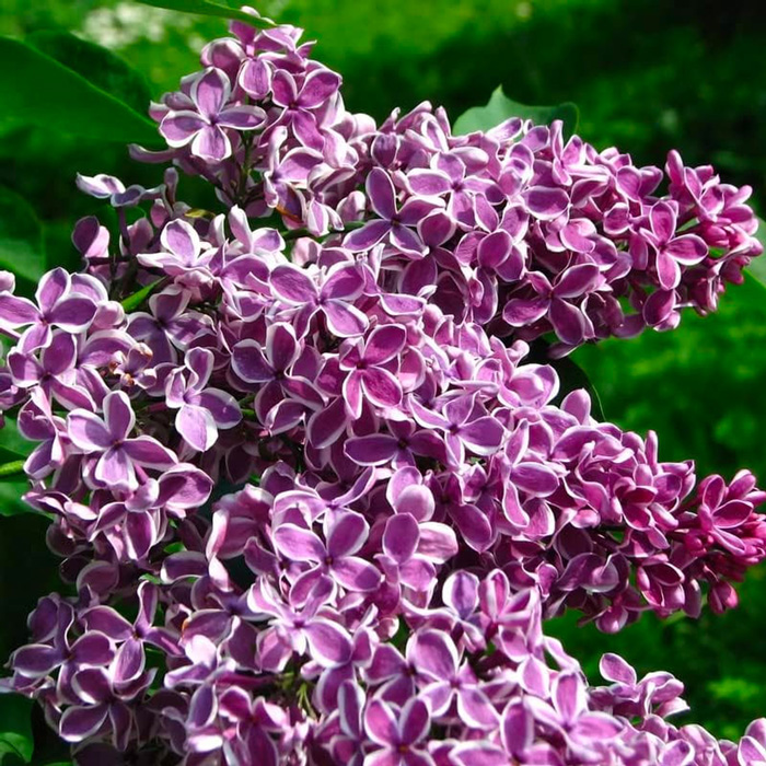 Sensation Lilac