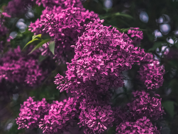 Charles Joly lilac