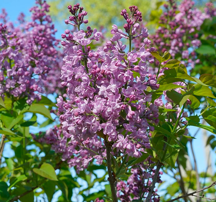 Scentara Double Blue lilac