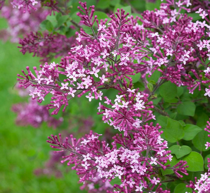Bloomerang lilac