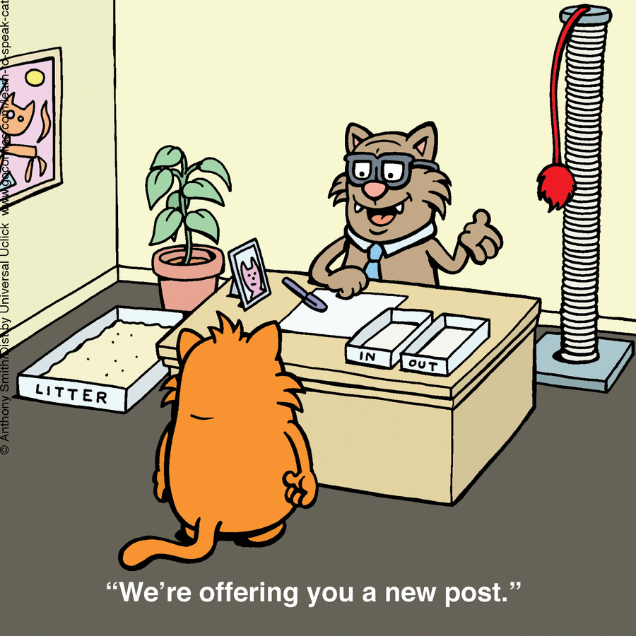 Cartoon cats in an office scene illustrating the nature of cats with humor and playful comic style.