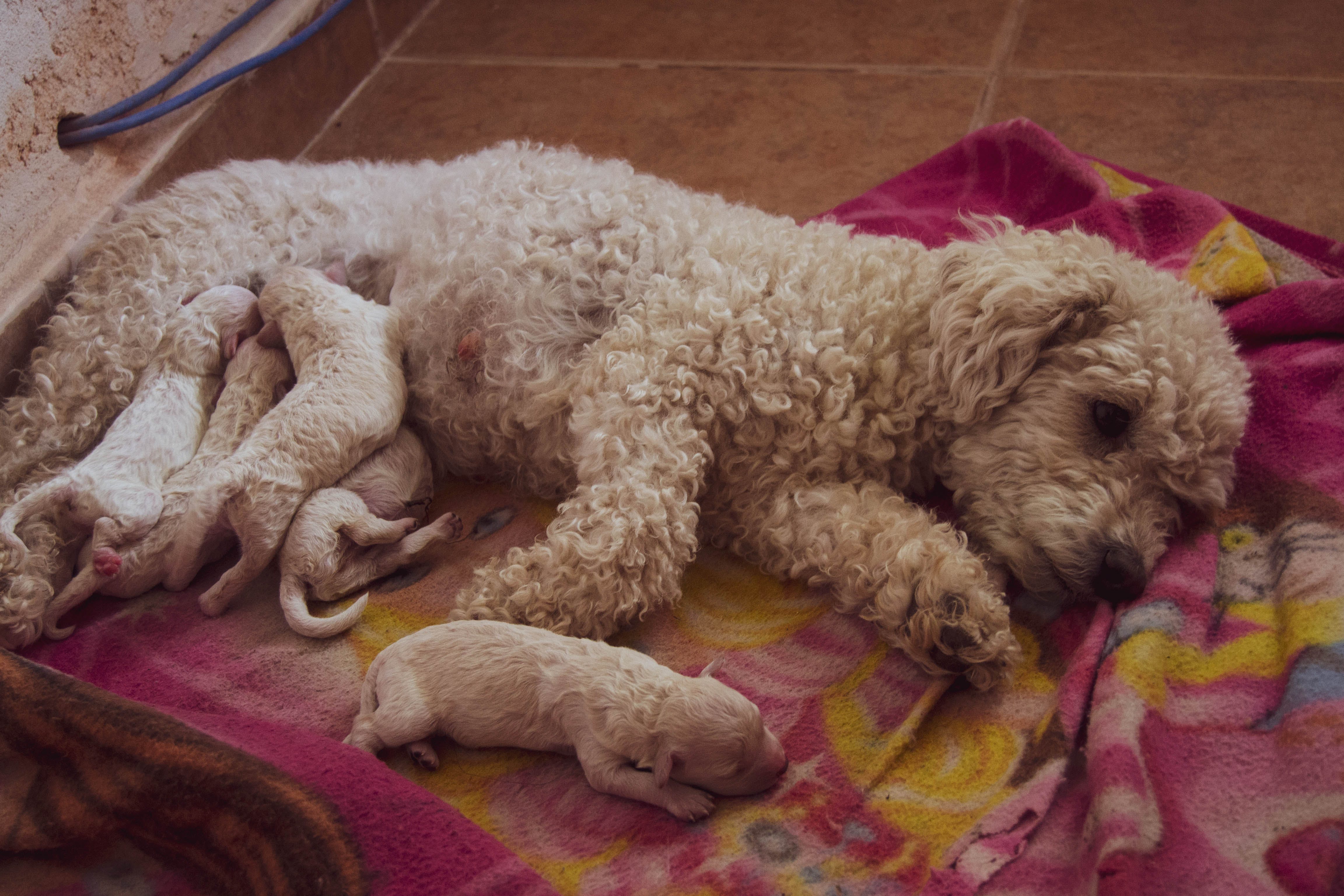 Dog with puppies resting on a blanket, illustrating mastitis care. Dog with puppies resting on a blanket, illustrating mastitis care.