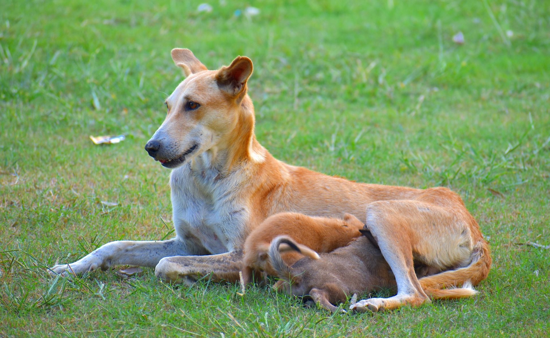 Dog nursing puppies on grass, illustrating mastitis awareness in canines. Dog nursing puppies on grass, illustrating mastitis awareness in canines.