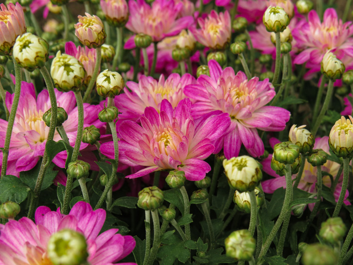 pink mums flower with green leaves