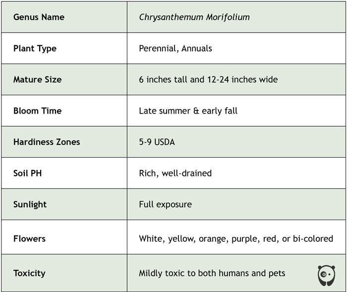 facts table about mums flower