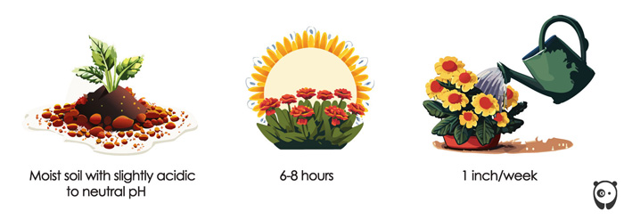 illustration for soil, light, water for mums flower