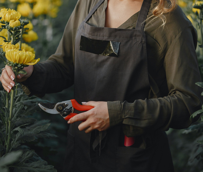 Woman pruning mums flowers