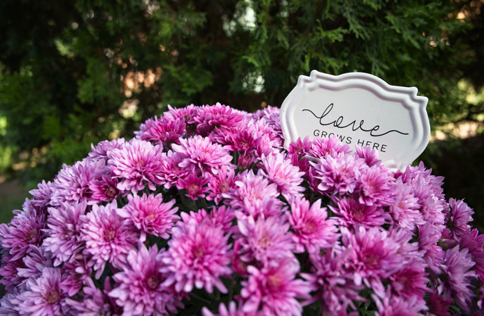close-up of a purple mums flowers