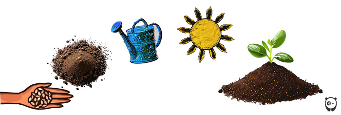 illustration of how growing mums flower from seeds