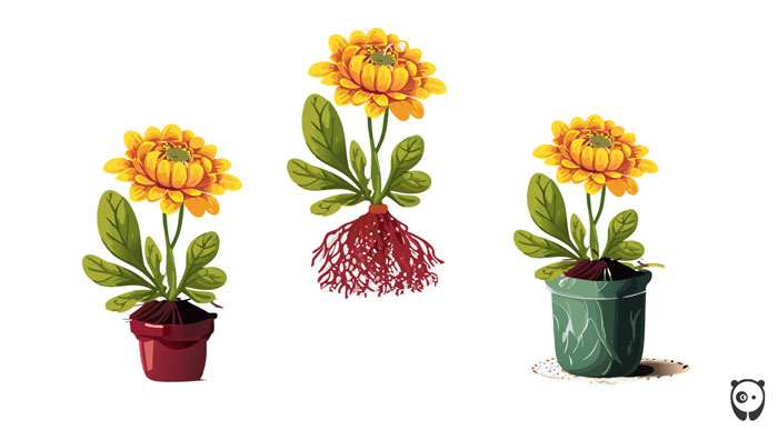 illustration of repotting mums flower