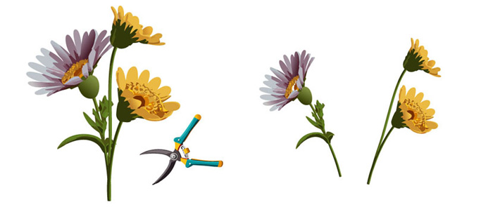 illustration of propagating a mums flower by stem cuttings