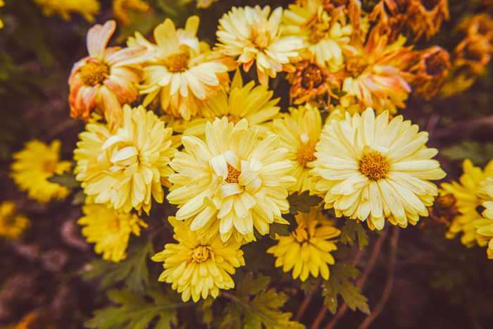 yellow flowers