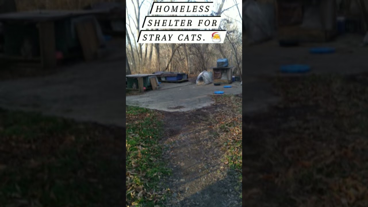 Christmas Kindness