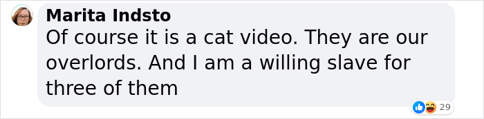 NASA Employee's Cat Stars In First Clip Transmitted To Earth By Laser 19 Million Miles Away