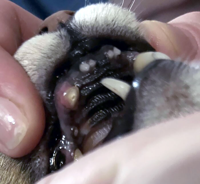 Right When The New Year's Ball Dropped, My Cat Broke Her Tooth While Playing With My Other Cat. Happy 2023