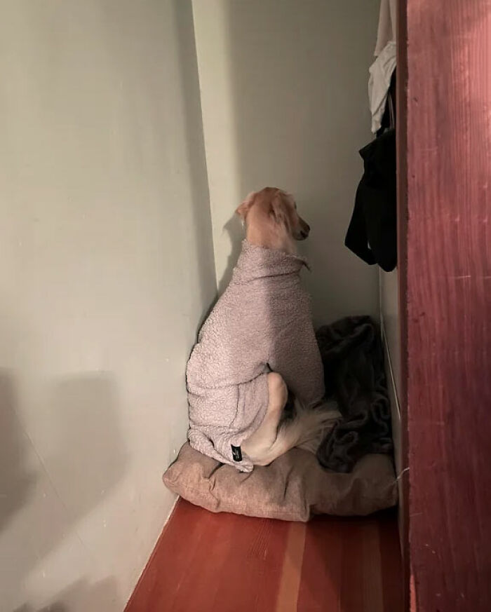 Our Sweet 7-Year-Old Dog Has A New Fireworks Phobia Thanks To The Neighbor Who Just Had To Shoot Illegal Fireworks Off Above Our House