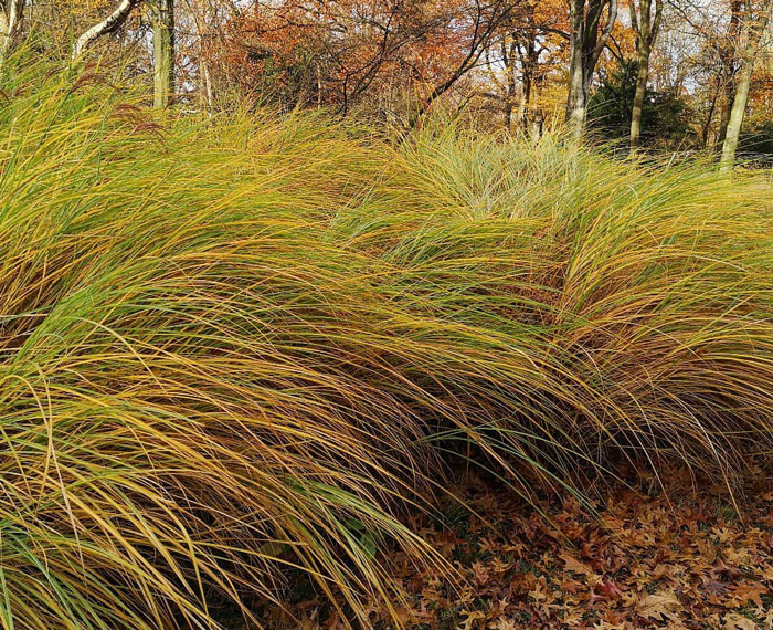 Close-up of Anemanthele grass