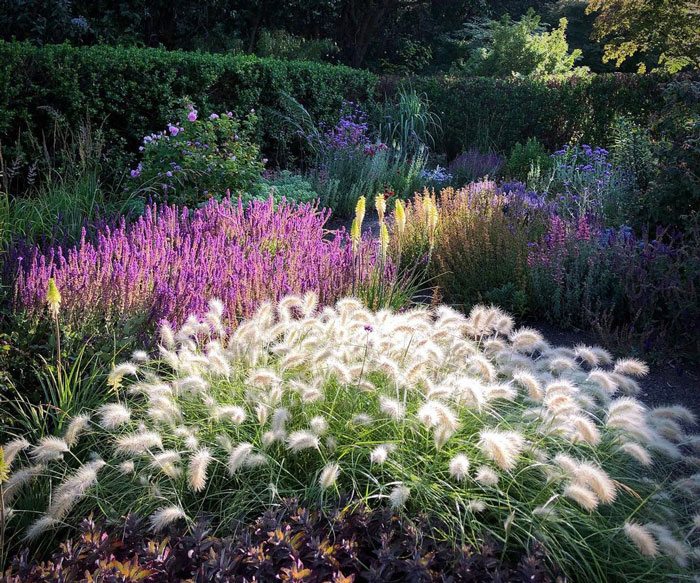 Feathertop grass near lavenders and other plants in the garden