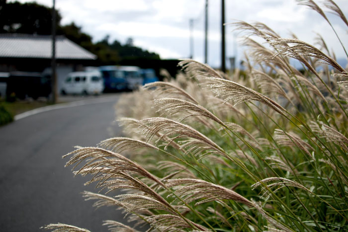 A close-up view of brownish porcupine grass