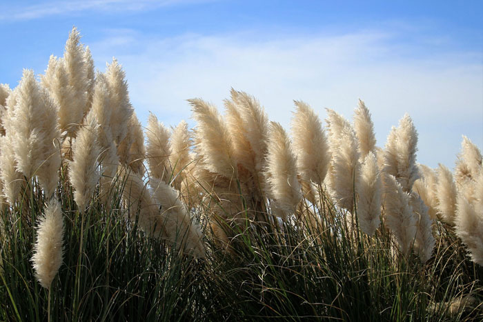 Close-up of Pampas grass