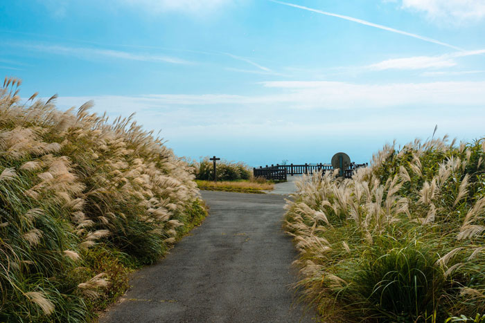 Chinese silver grass on either side of a path
