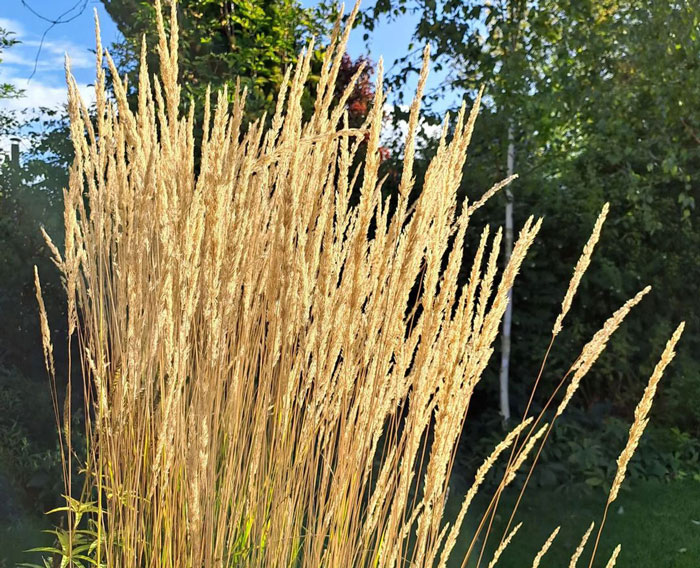 Close-up of Feather reed grass