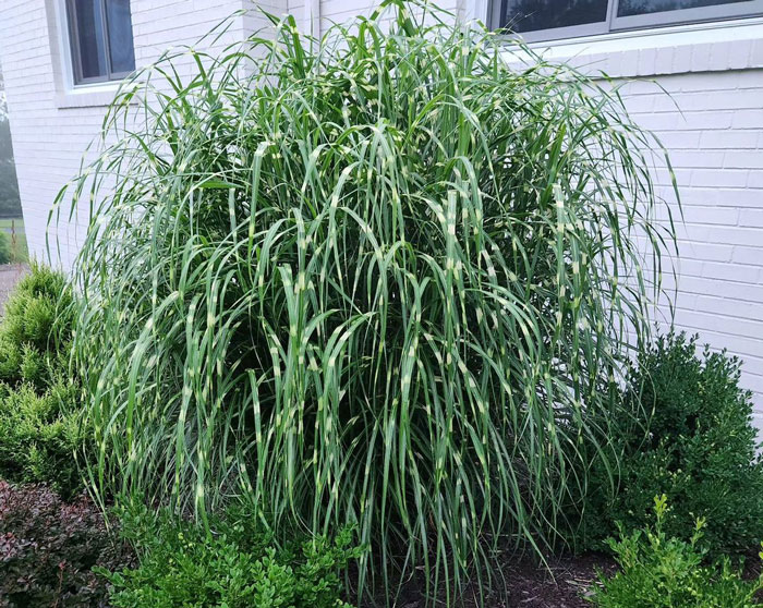 Close-up zebra grass