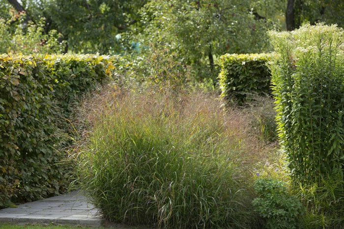 Switchgrass near other hedges in a garden