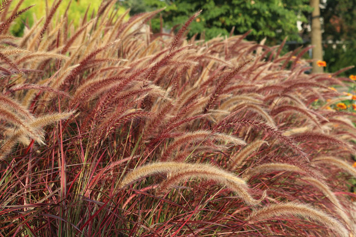 Close-up of a bright purple fountain grass