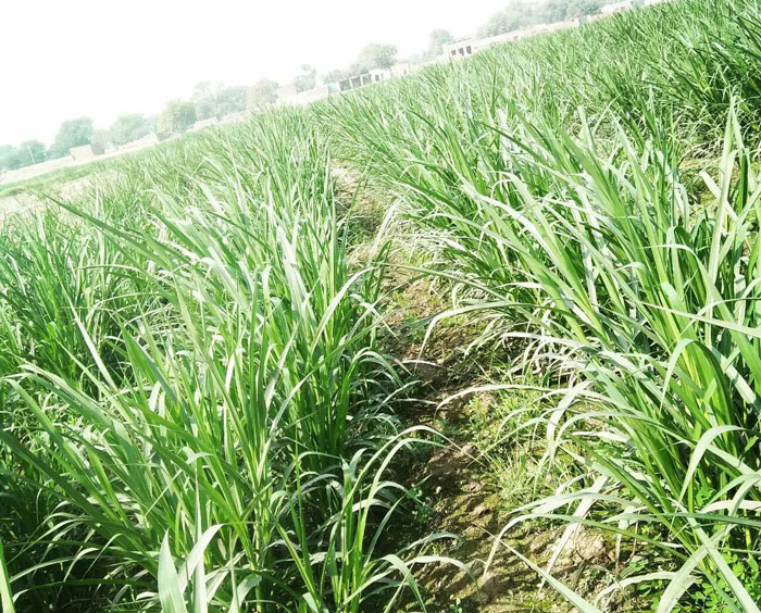 A field of Elephant grass