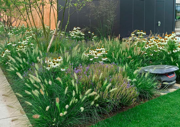 Little bunny grass and camomiles in a garden
