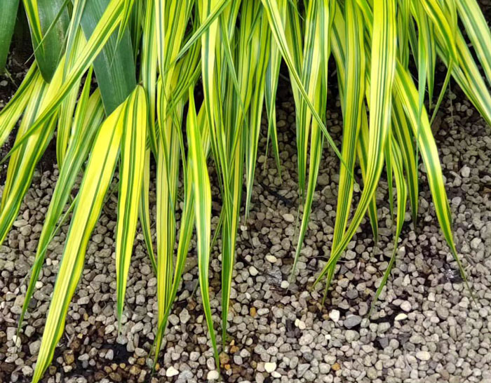 Close-up of Hakone grass in stony soil