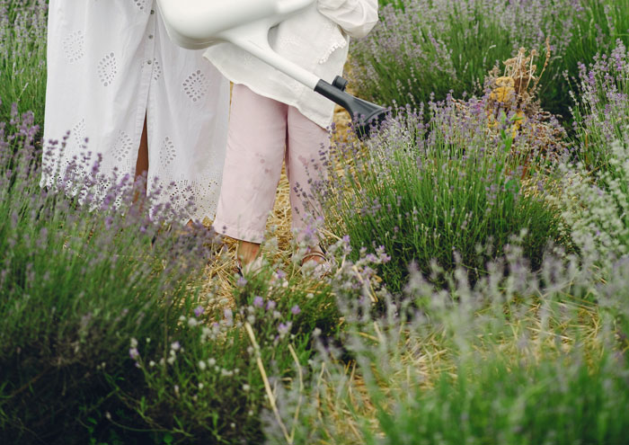 People watering ornamental grasses