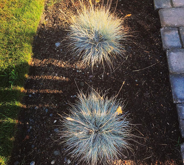 Blue fescue grass in soil