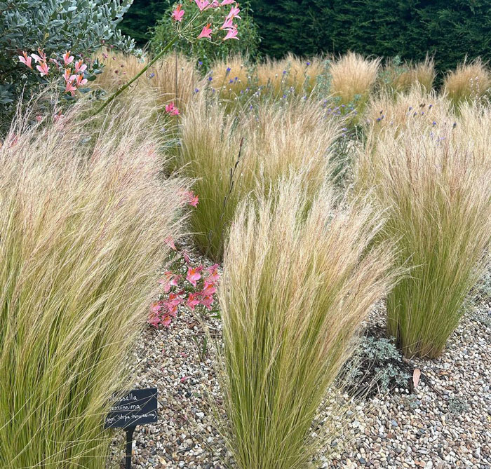 Mexican feather grass in stony soil