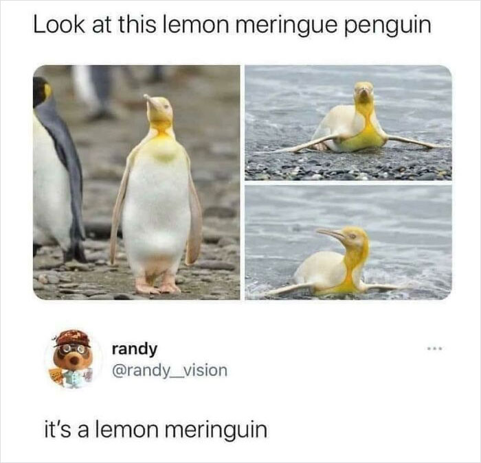 Meringuin