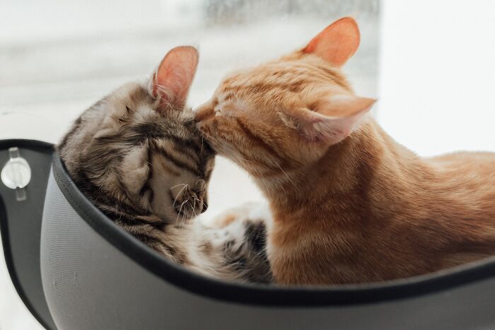 Two cats showing affection by nuzzling each other, highlighting heartwarming moments that prove our world isn't a total nightmare.