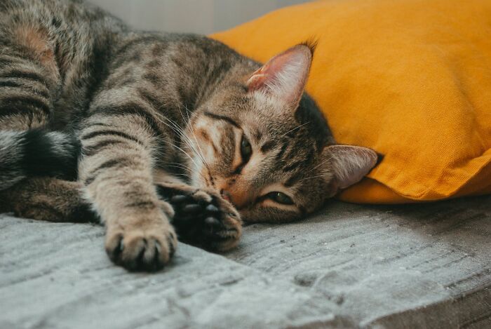 30 People Who Probably Had A Worse Christmas Day Than You Tell What Happened