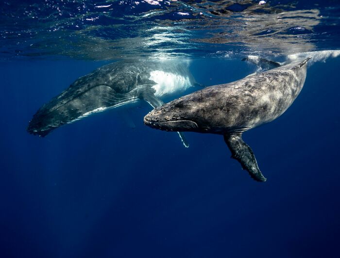 Two humpback whales swimming peacefully underwater, showing nature's beauty and reminding us the world isn’t a total nightmare.