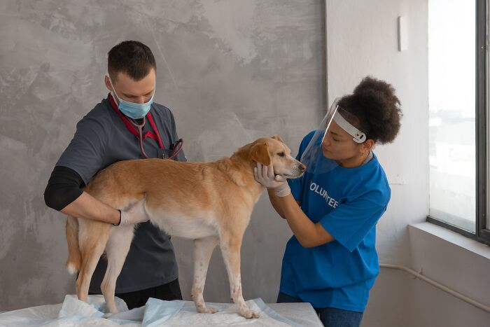 Veterinarian and volunteer caring for a dog during a checkup, showing kindness and compassion to animals online.